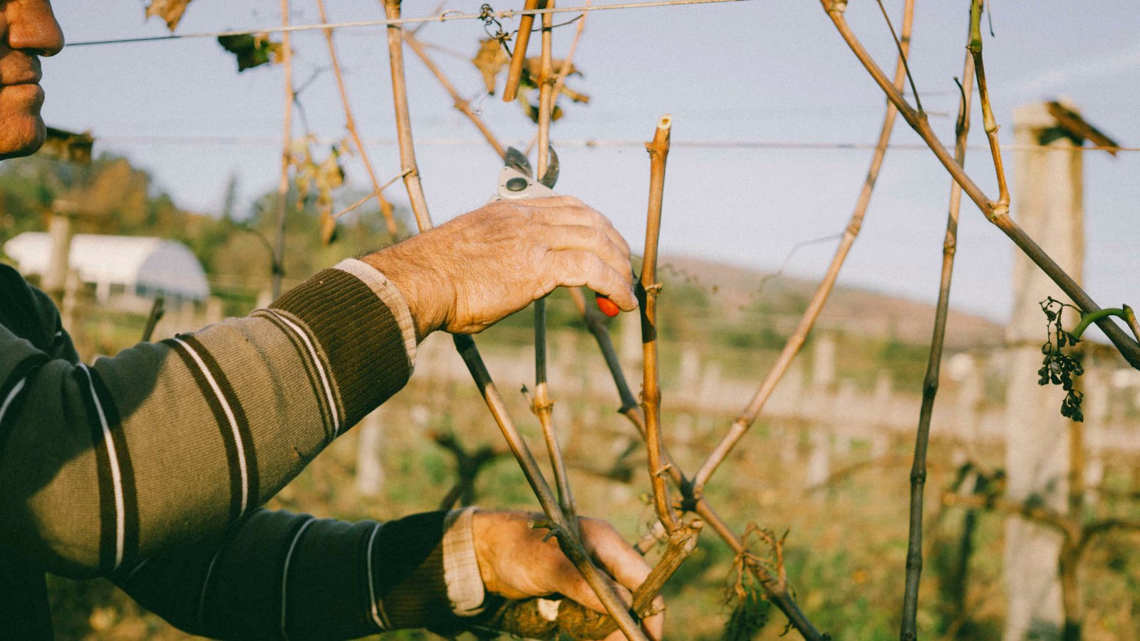 Do Cordão Duplo ao Guyot: A Evolução da Poda do Alvarinho