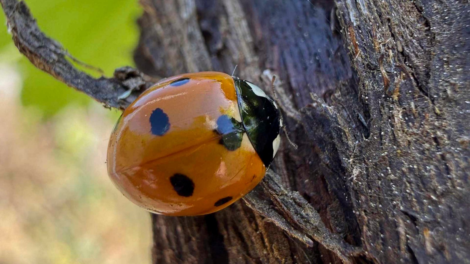 As Joaninhas: Aliadas Naturais da Vinha